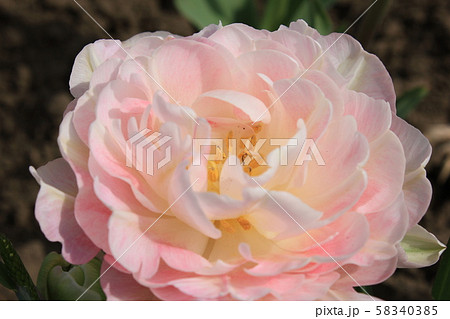 ～チューリップ～　　・・・・アンジェリカ・・・・ 58340385