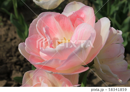 ～チューリップ～　　・・・・アンジェリカ・・・・ 58341859