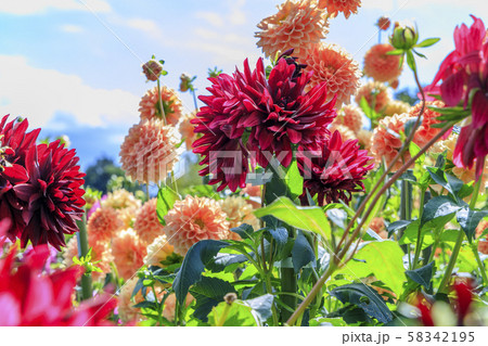 馬見丘陵公園　ダリア 58342195