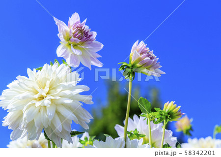 馬見丘陵公園 ダリア 馬見丘陵公園 ダリア 58342201