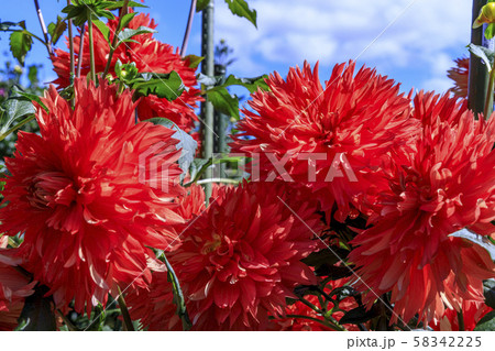 馬見丘陵公園　ダリア 58342225