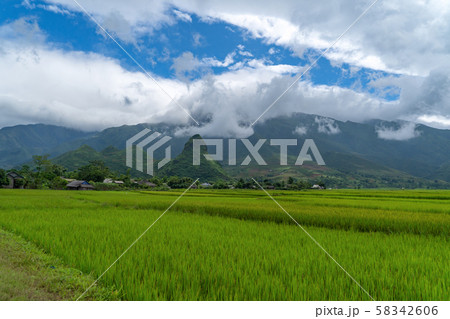 Paddy rice terraces, green agricultural fields in Paddy rice terraces, green agricultural fields in 58342606