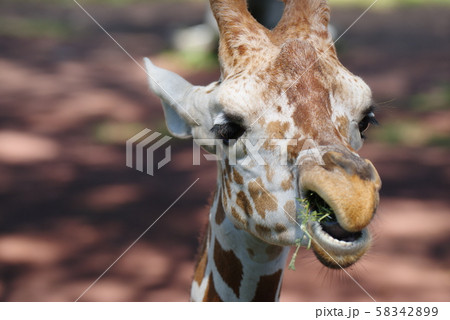 キリンのアップ 食事中の写真素材 5429