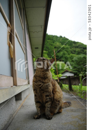 待つ猫ちゃん 待つ猫ちゃん 58342901