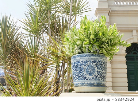 Euphorbia Tithymaloides in Flower Pot at Grand Euphorbia Tithymaloides in Flower Pot at Grand 58342924