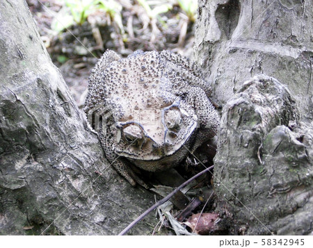 the Camouflage of toad hide from enemy 58342945