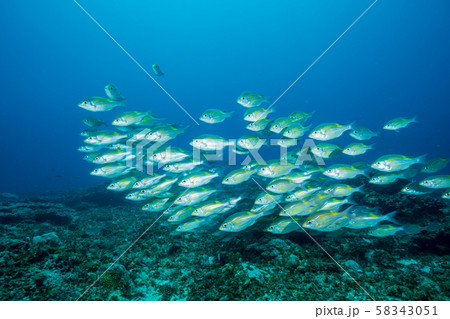 ノコギリダイの群れ 小笠原の海の写真素材