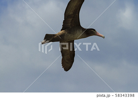青空を飛ぶアホウドリ 青空を飛ぶアホウドリ 58343398