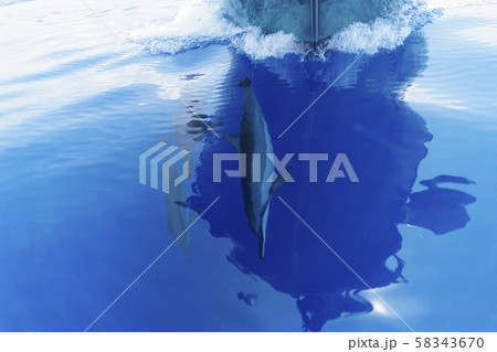 ボートの舳先を泳ぐハシナガイルカ 小笠原 ボートの舳先を泳ぐハシナガイルカ 小笠原 58343670