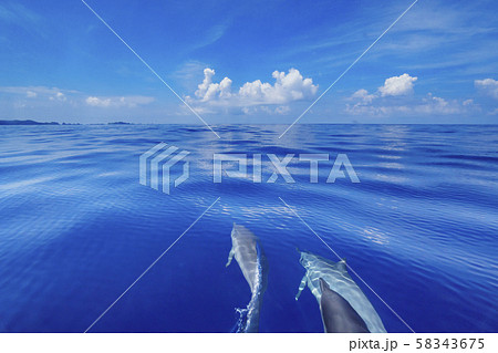ボートの舳先を泳ぐハシナガイルカ 小笠原 ボートの舳先を泳ぐハシナガイルカ 小笠原 58343675