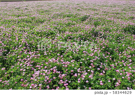 蓮華草 ⁺*****ゲンゲソウ*****⁺ 蓮華草 ⁺*****ゲンゲソウ*****⁺ 58344629