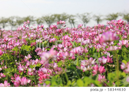 蓮華草 ⁺*****ゲンゲソウ*****⁺ 蓮華草 ⁺*****ゲンゲソウ*****⁺ 58344630