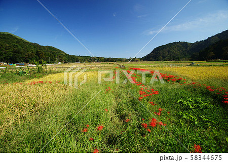 伊東市 池の里山風景 58344675