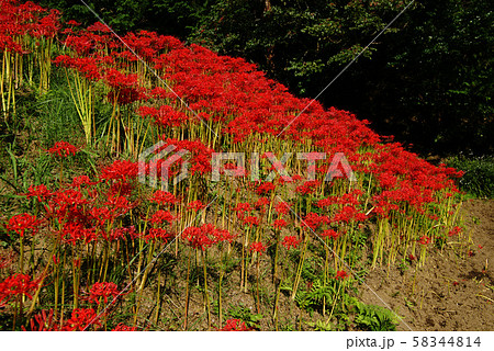 里山に彼岸花 58344814