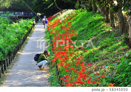 大和市泉の森　群生する紅白の彼岸花 58345050