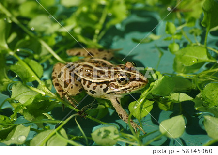 トノサマガエル 58345060