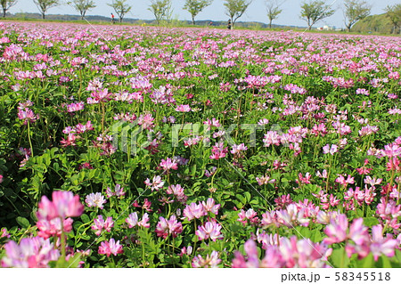 桜と蓮華　 ⁺+＊Cherry blossom and lotus＊+⁺ 58345518