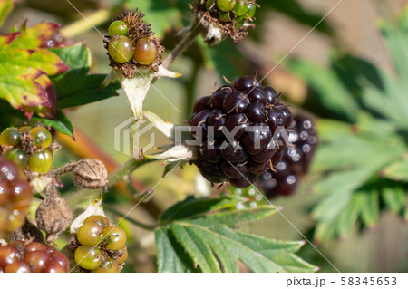 bunch of ripe and unripe blackberries on a bush in the garden bunch of ripe and unripe blackberries on a bush in the garden 58345653