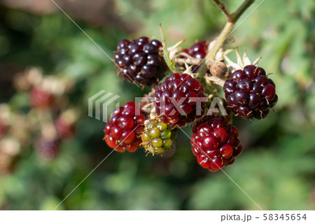 bunch of ripe and unripe blackberries on a bush in the garden 58345654