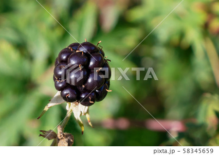 ripe blackberries on a bush in the garden, close up ripe blackberries on a bush in the garden, close up 58345659