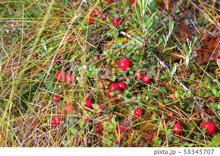 Ripe red cranberries grow on the surface of swamp moss 58345707
