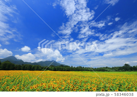 矢巾煙山のひまわり畑2019 矢巾煙山のひまわり畑2019 58346038