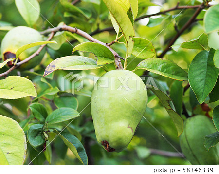 かりんの実 58346339