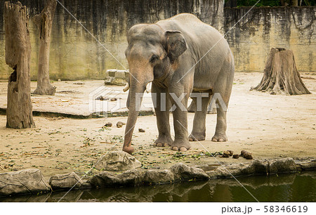 Elephant Borneo Elephant Borneo 58346619