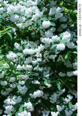 空木 ウツギ 花言葉は 古風 の写真素材