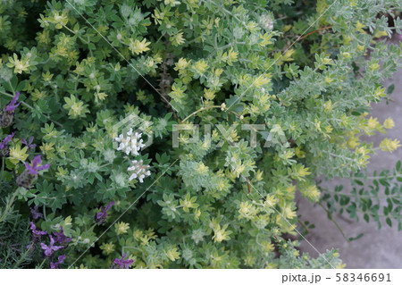 ロータスブリムストーン 花のような新芽と花の写真素材