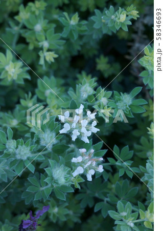 ロータスブリムストーン 花のような新芽と花 ロータスブリムストーン 花のような新芽と花 58346693