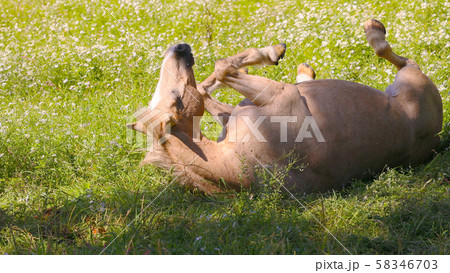 ゴロウチをする馬 58346703