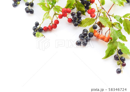 ナツハゼと秋の実 58346724