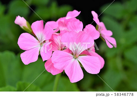 ゼラニウム 58346778