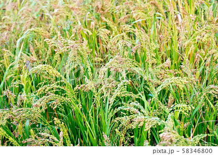 Millet ripening in field 58346800