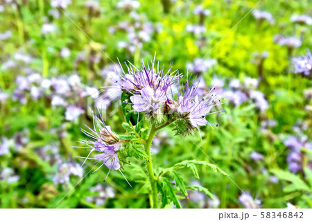 Phacelia blooming and grass Phacelia blooming and grass 58346842