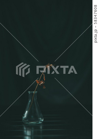 一輪挿し　バラのドライ　ドライフラワー　薔薇　 58347608