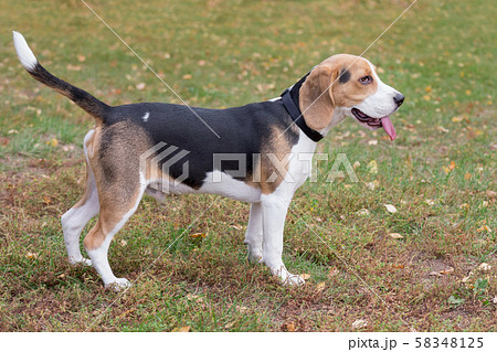 Cute beagle puppy in the autumn park. Cute beagle puppy in the autumn park. 58348125