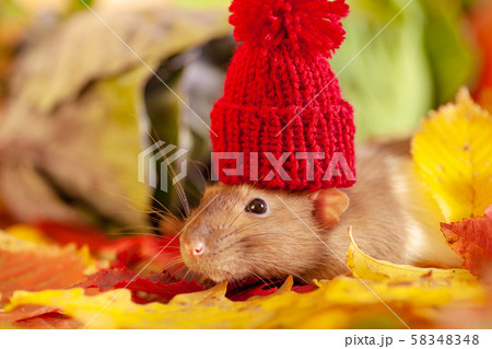 Rat in red knitted hat 58348348