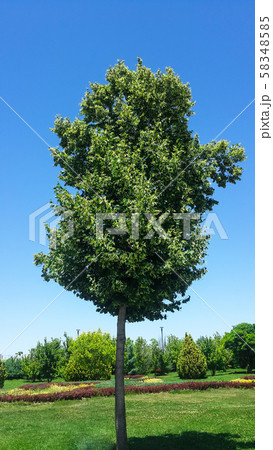Linden or latin Tilia in its natural environment  58348585