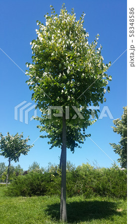 Linden or latin Tilia in its natural environment  58348586