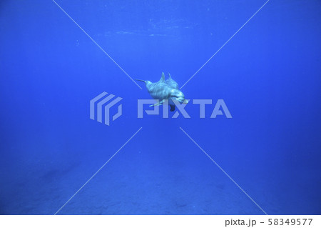 ボニンブルーの海を泳ぐミナミハンドウイルカの親子 58349577