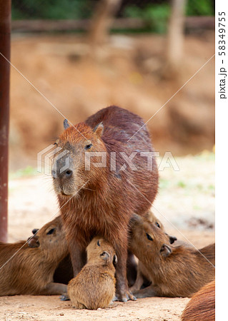 Capybara, Hydrochoerus hydrochaeris, the largest 58349755