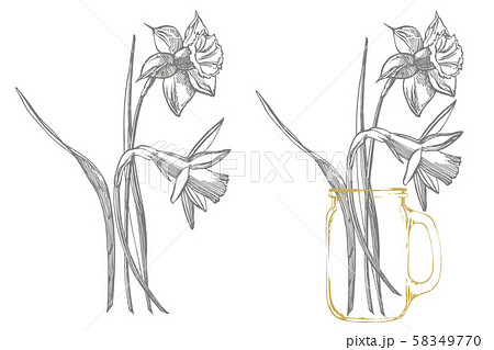 Daffodil Or Narcissus Flower Drawings のイラスト素材