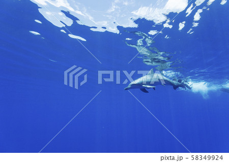 ボニンブルーの海を泳ぐミナミハンドウイルカ 58349924