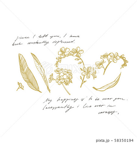 Forget-me-not flowers. Botanical illustration. Good for cosmetics, medicine, treating, aromatherapy 58350194