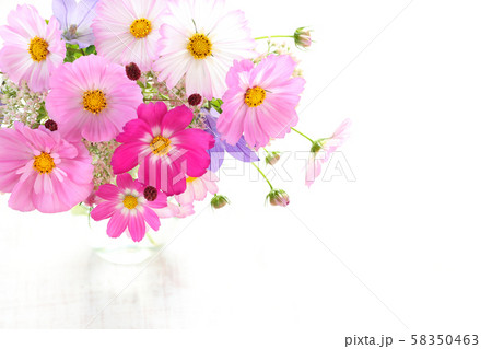 コスモスの切花 58350463