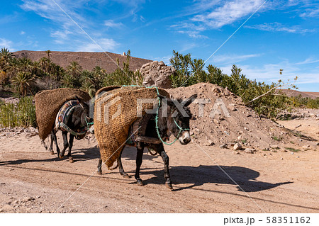 Donkeys with traditional berber bags on the back. Ourzazate, Oasis de Fint, Atlas mountains Donkeys with traditional berber bags on the back. Ourzazate, Oasis de Fint, Atlas mountains 58351162