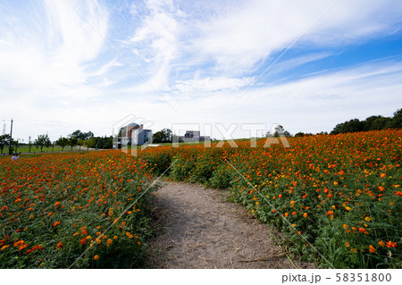 写真素材: コスモス 写真素材: コスモス 58351800