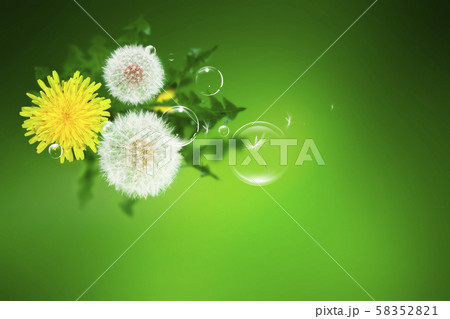 タンポポ シャボン玉 花 58352821